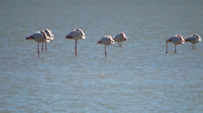 The Flamingos by the Salinas